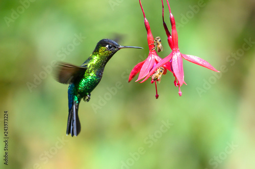 Blue hummingbird Violet Sabrewing flying next to beautiful red flower. Tinny bird fly in jungle. Wildlife in tropic Costa Rica. Two bird sucking nectar from bloom in the forest. Bird behaviour