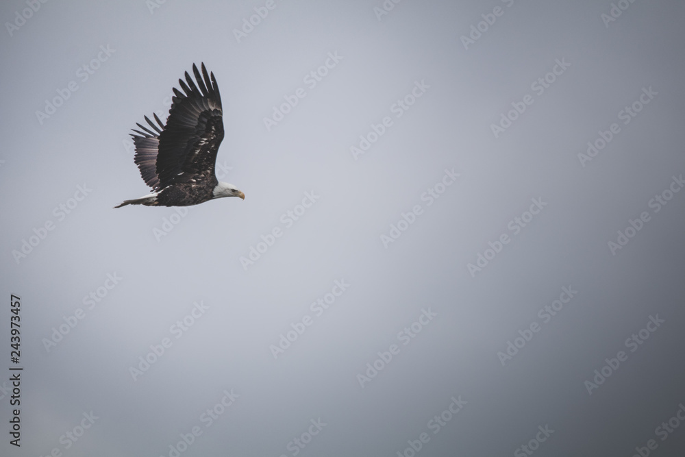 Obraz premium Bald Eagle