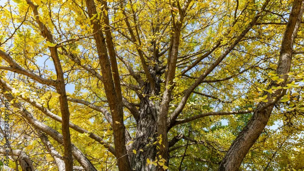 Timelapse of Ginkgo Tree Trunk in fall in Japan -Zoom In- Timelapse of Ginkgo Tree Trunk in fall in Japan -Zoom In-