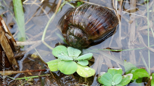 Water snails are looking for food in the fields