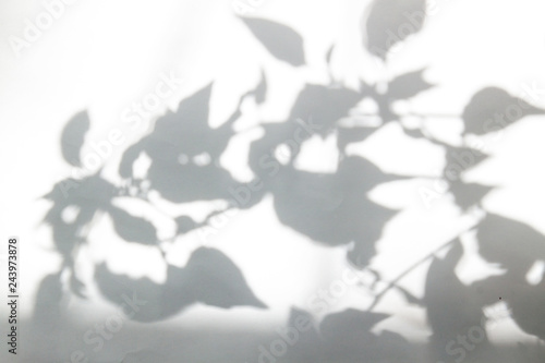 Abstract shadow of the leaves on a white wall background.