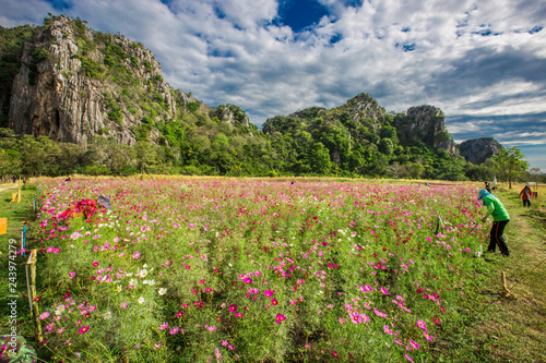 The background of colorful flower fields, cosmos flowers, mountain grasslands is a natural beauty. Seen in tourist attractions or in parks 