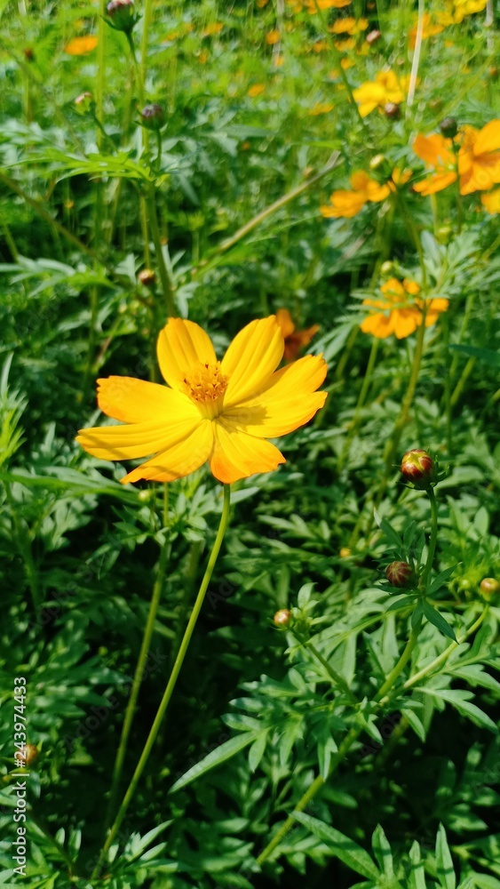 Cosmos flowers volume 522295 Cosmos flowers volume 522295