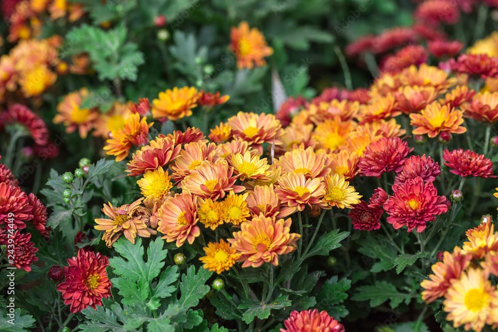 Colored chrysanthemums Colored chrysanthemums
