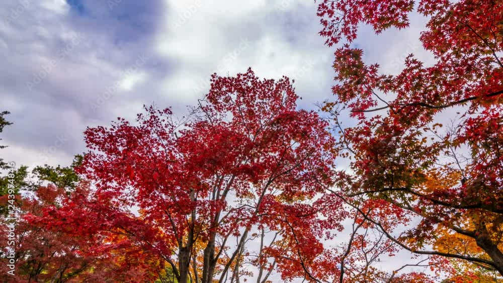 Timelapse of Japanese Maples Fall Foliage in Japan -Pan Right- Timelapse of Japanese Maples Fall Foliage in Japan -Pan Right-