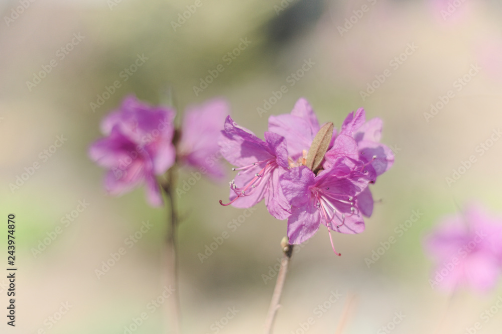 Fototapeta premium rhododendron