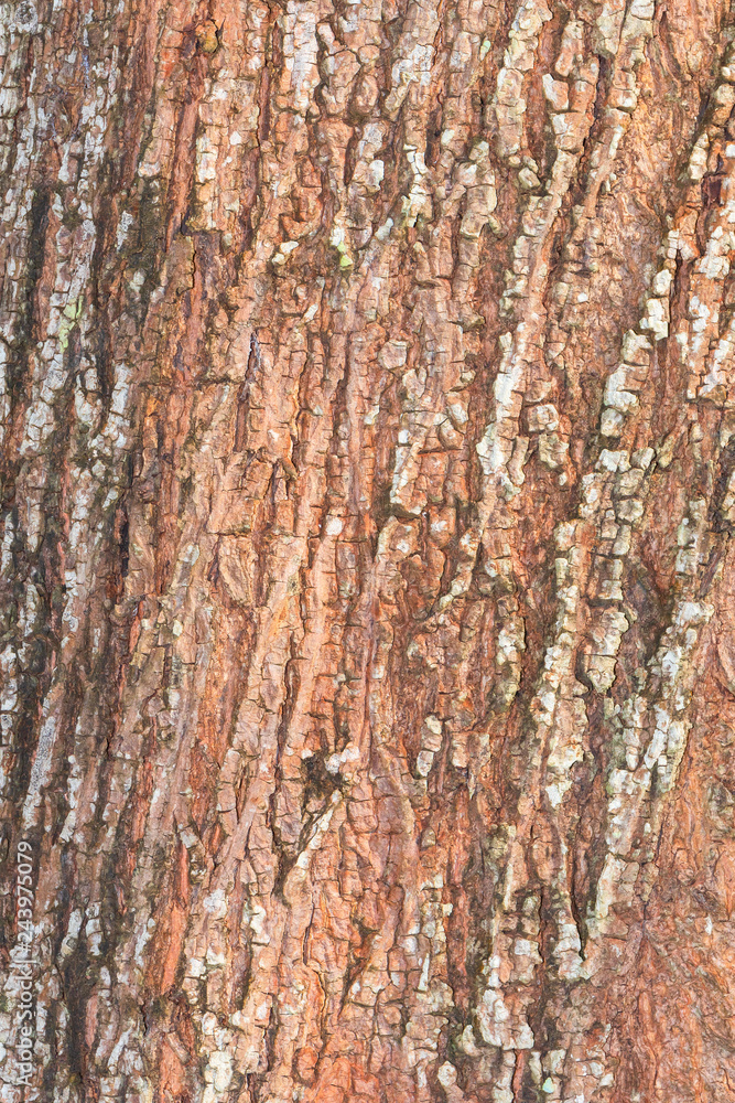 Obraz premium tree bark nature texture pattern wood background