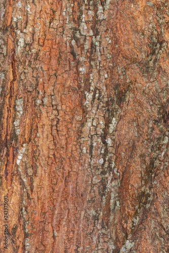 tree bark nature texture pattern wood background