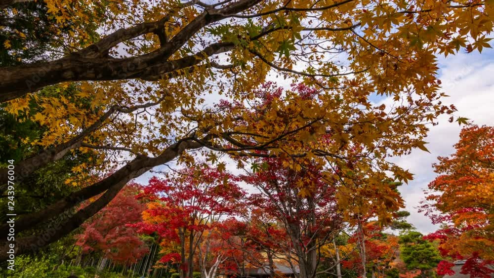 Timelapse of Colorful Japanese Maples Fall Foliage in Japan -Tilt Up- Timelapse of Colorful Japanese Maples Fall Foliage in Japan -Tilt Up-