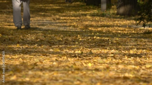 Wallpaper Mural Close Up Shot of Footsteps on Fallen Leaves at Ginkgo Alley in Japan  Torontodigital.ca