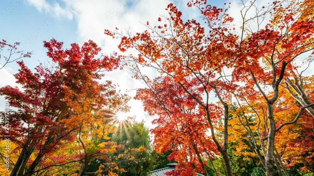 Timelapse of Sun Rays thru Japanese Maples Fall Foliage in Japan Timelapse of Sun Rays thru Japanese Maples Fall Foliage in Japan
