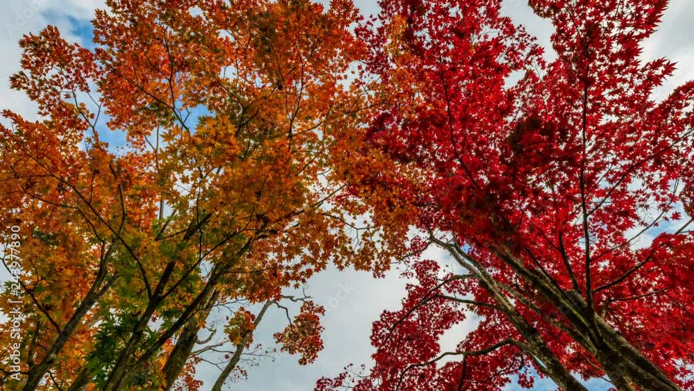 Timelapse Low Angle Shot of Vibrant Japanese Maples in Japan -Zoom In- Timelapse Low Angle Shot of Vibrant Japanese Maples in Japan -Zoom In-