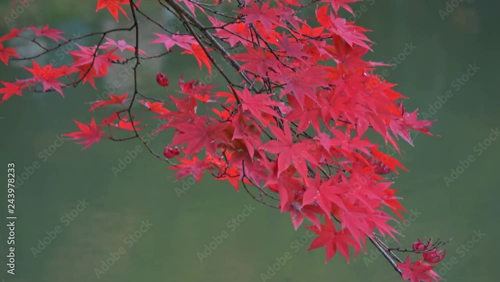 Static Mid Shot of Fall Foliage at Japanese Garden in Kyoto, Japan Static Mid Shot of Fall Foliage at Japanese Garden in Kyoto, Japan