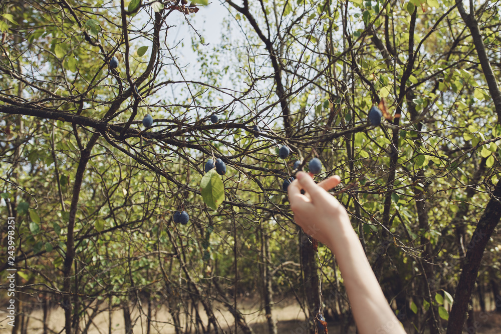 hand branches forest nature hand branches forest nature