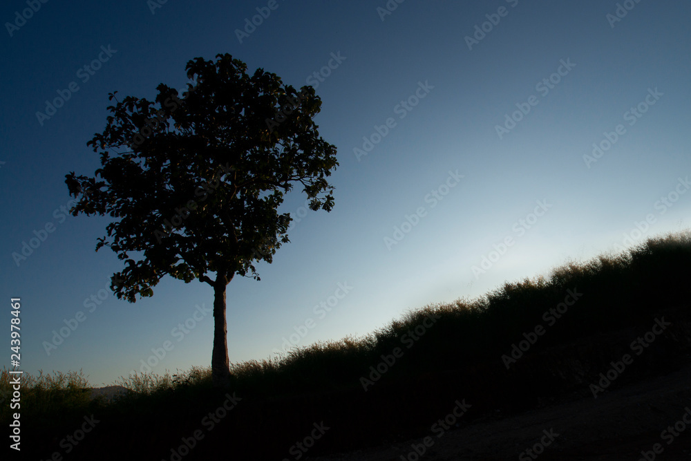 Obraz premium Silhouette of a big tree against sunset in Thailand