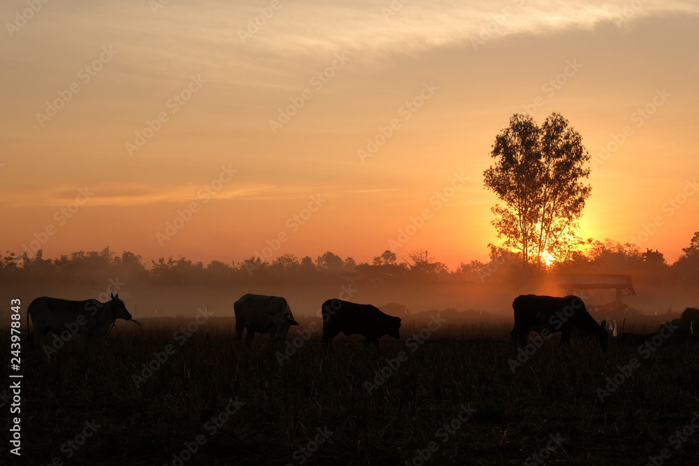 twilight sun rise. cow silhouette at countryside. twilight sun rise. cow silhouette at countryside.