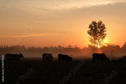 twilight sun rise. cow silhouette at countryside.