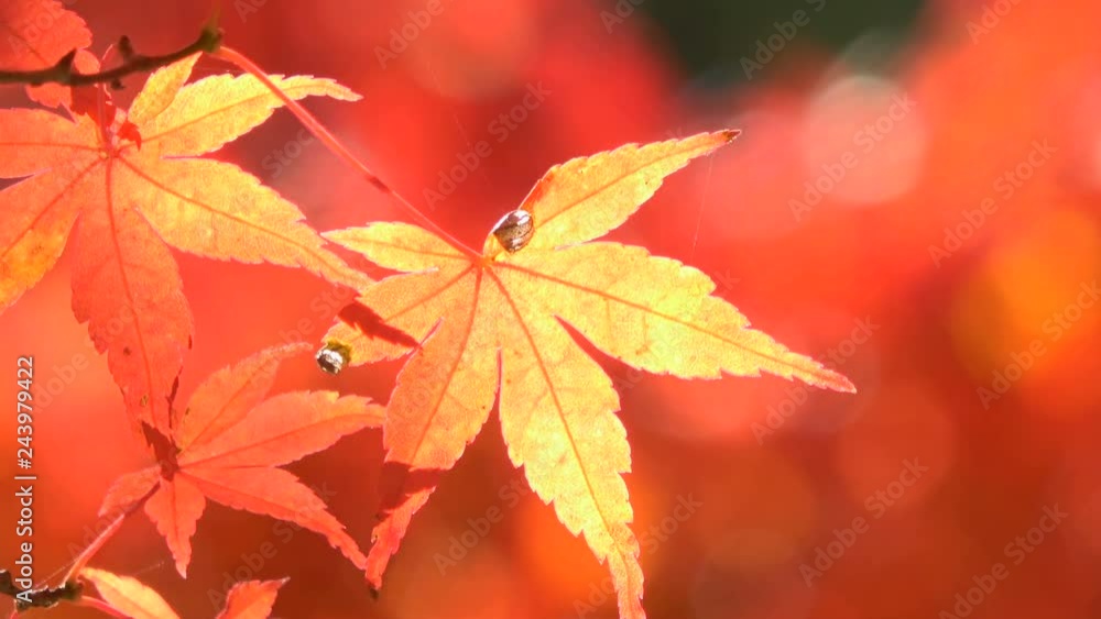 Static Close Up Shot of Red Japanese Maple Fall Foliage with Water Drop Static Close Up Shot of Red Japanese Maple Fall Foliage with Water Drop
