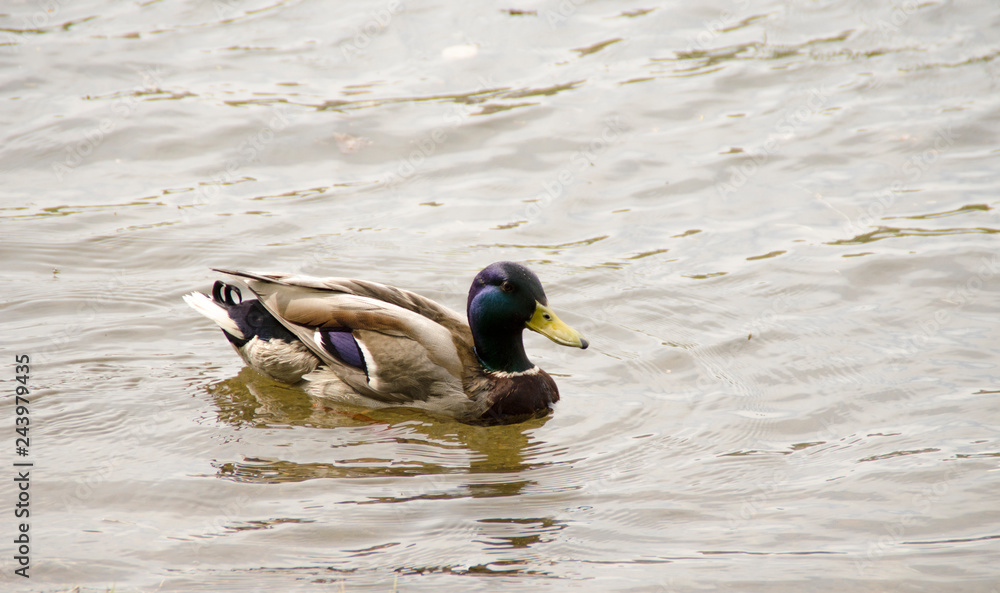 Ducks on the water Ducks on the water