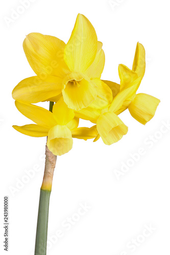 Fototapeta Naklejka Na Ścianę i Meble -  Stem and four flowers of a yellow daffodil flower isolated