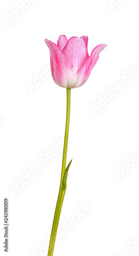 Pink and white tulip flower isolated