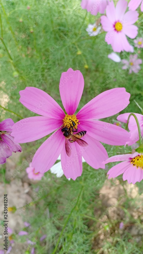 Fototapeta premium Cosmos flowers volume 9655