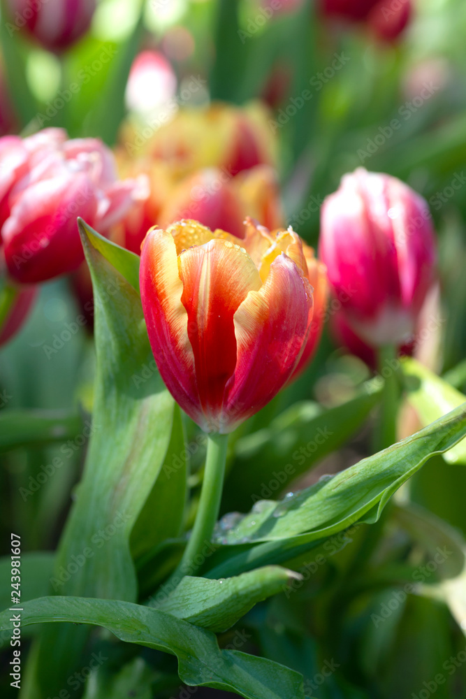 Beautiful bouquet of tulips in spring,colourful tulip. Beautiful bouquet of tulips in spring,colourful tulip.