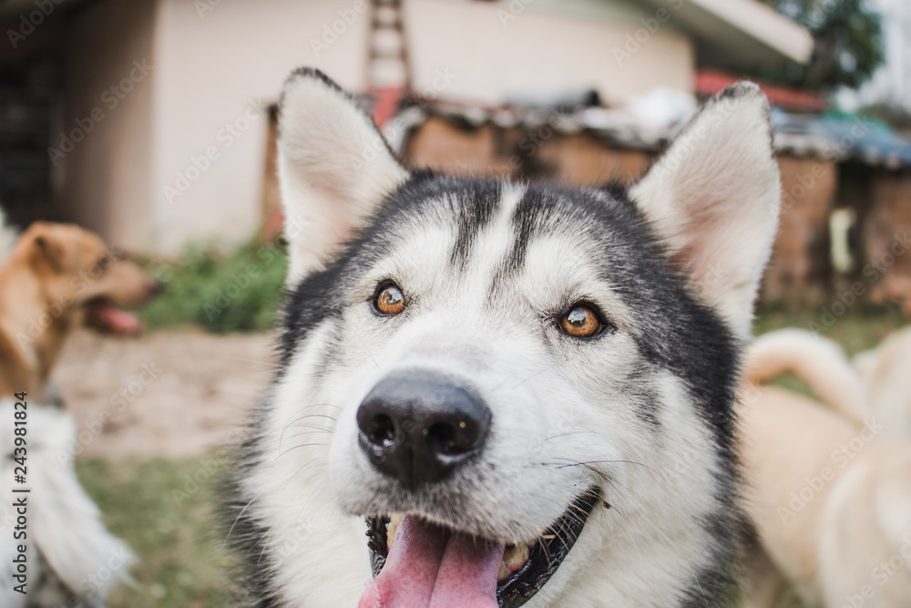 Cute siberian husky lying on green grass.Have fun Cute siberian husky lying on green grass.Have fun