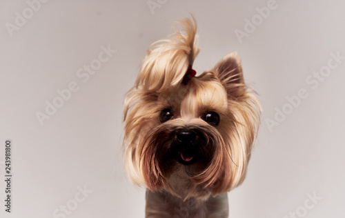 portrait of yorkshire terrier on white background