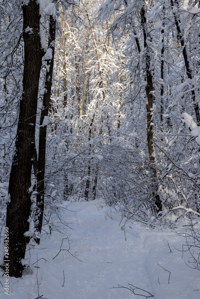 Fototapeta premium winter forest in snow