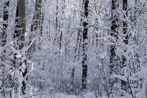 winter forest in snow