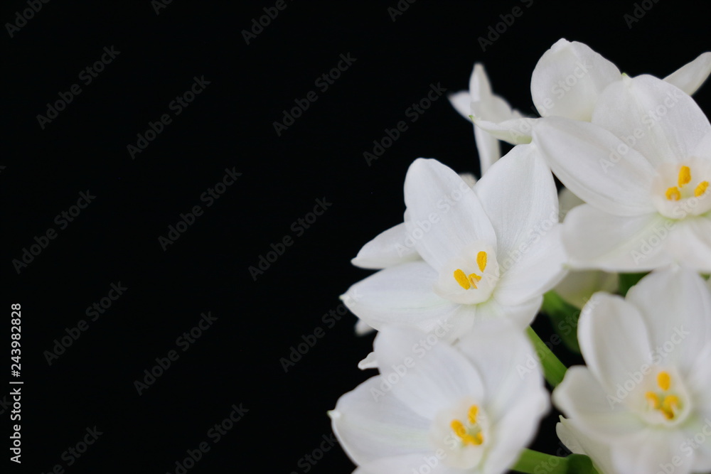 Fototapeta premium paperwhite