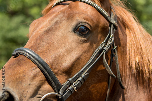 portrait of a horse