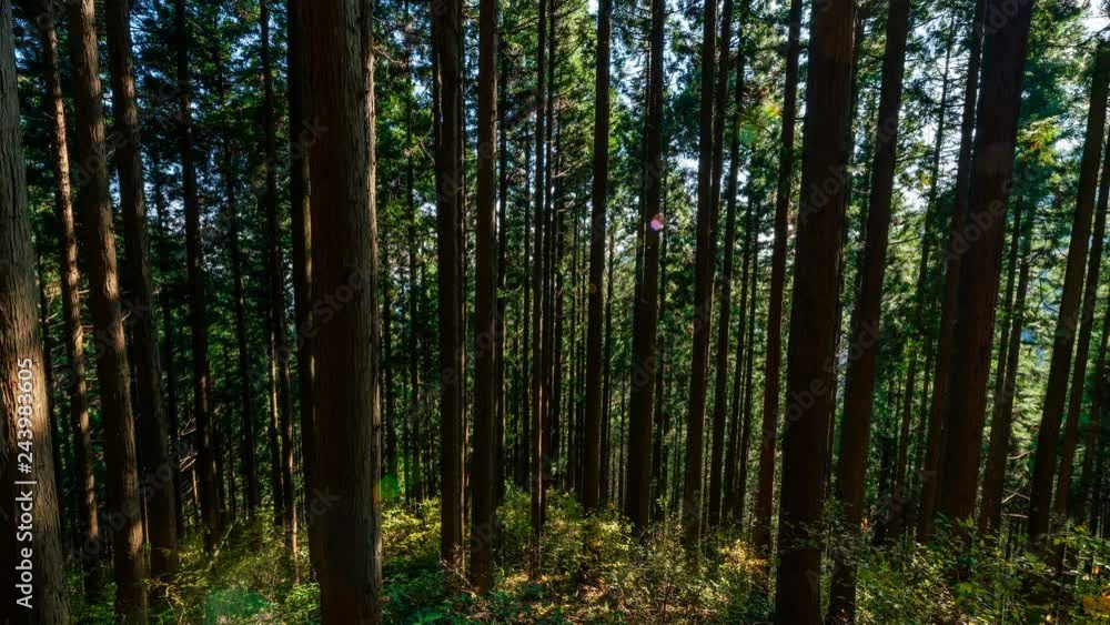 Timelapse Tilt/Pan Shot of Sun Rays thru Forest in Japan -Zoom In- Timelapse Tilt/Pan Shot of Sun Rays thru Forest in Japan -Zoom In-