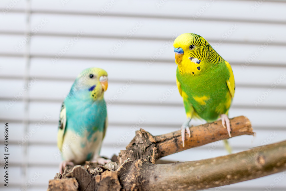 wavy parrot