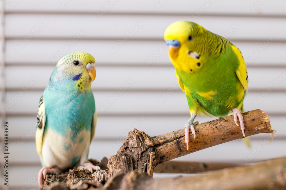 Obraz premium wavy parrot