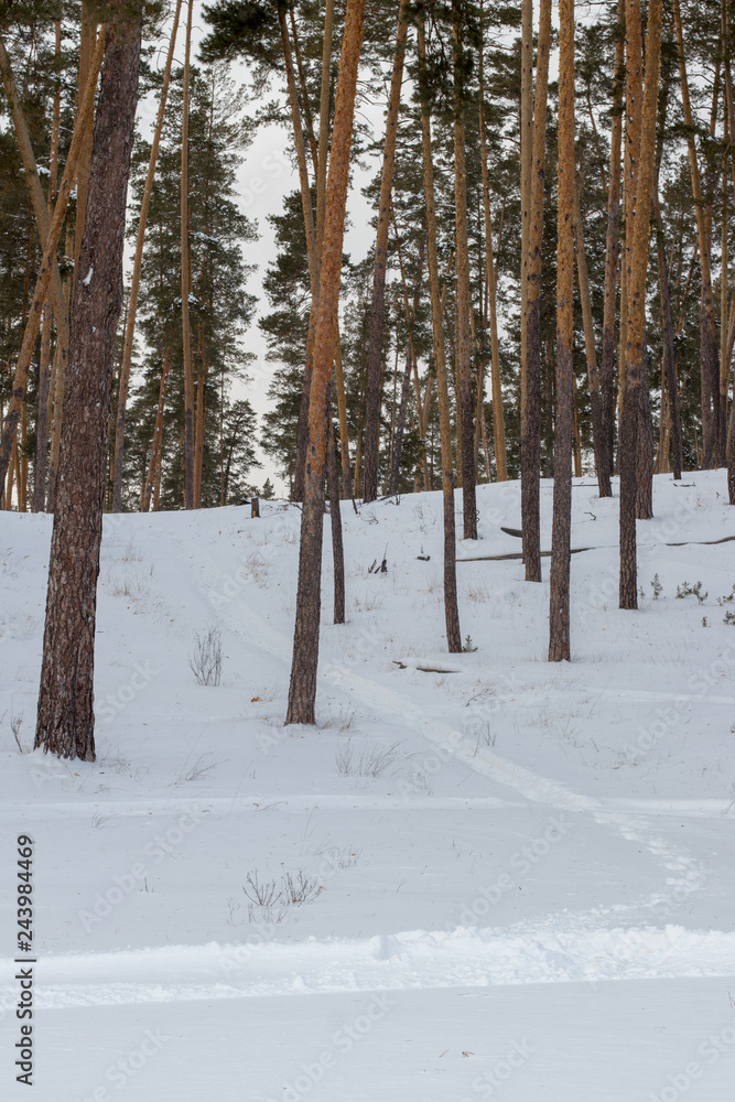 Fototapeta premium winter forest