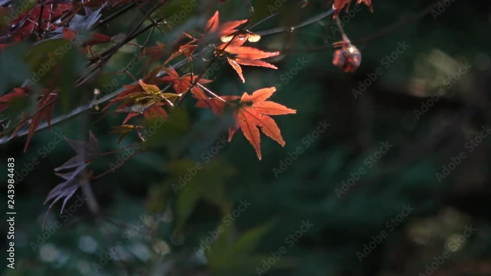 Static Close Up Shot of Backlit Red Japanese Maple Fall Foliage Static Close Up Shot of Backlit Red Japanese Maple Fall Foliage