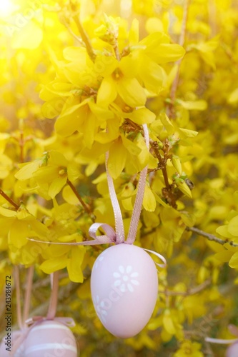 Easter pink egg on yellow flowering branches. Spring Easter festive background.Easter. Symbols of Easter.Spring holiday