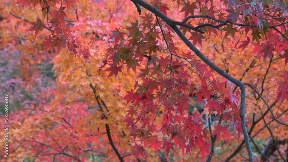 Mid Shot of Vibrant Japanese Maples Fall Foliage in Kyoto, Japan Mid Shot of Vibrant Japanese Maples Fall Foliage in Kyoto, Japan