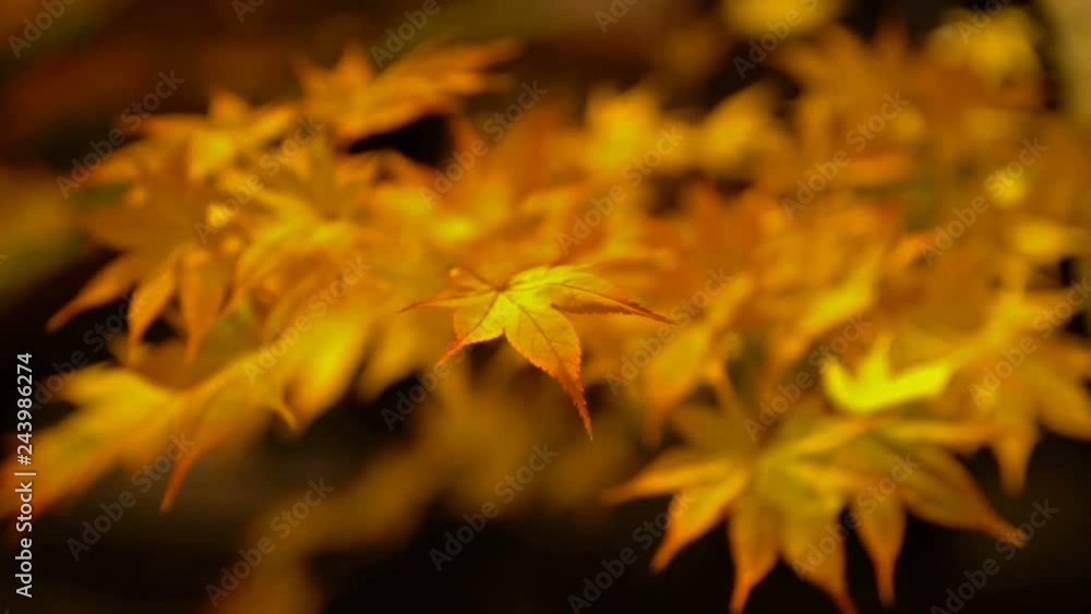 Shallow Focus Shot of Fall Foliage Illumination in Kyoto, Japan Shallow Focus Shot of Fall Foliage Illumination in Kyoto, Japan