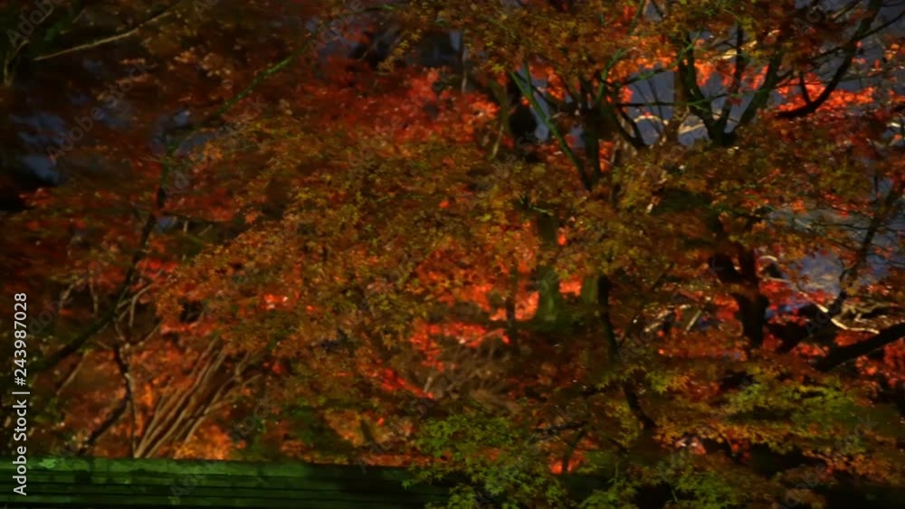 Pan Right Shot of Fall Foliage Illumination in Kyoto, Japan Pan Right Shot of Fall Foliage Illumination in Kyoto, Japan