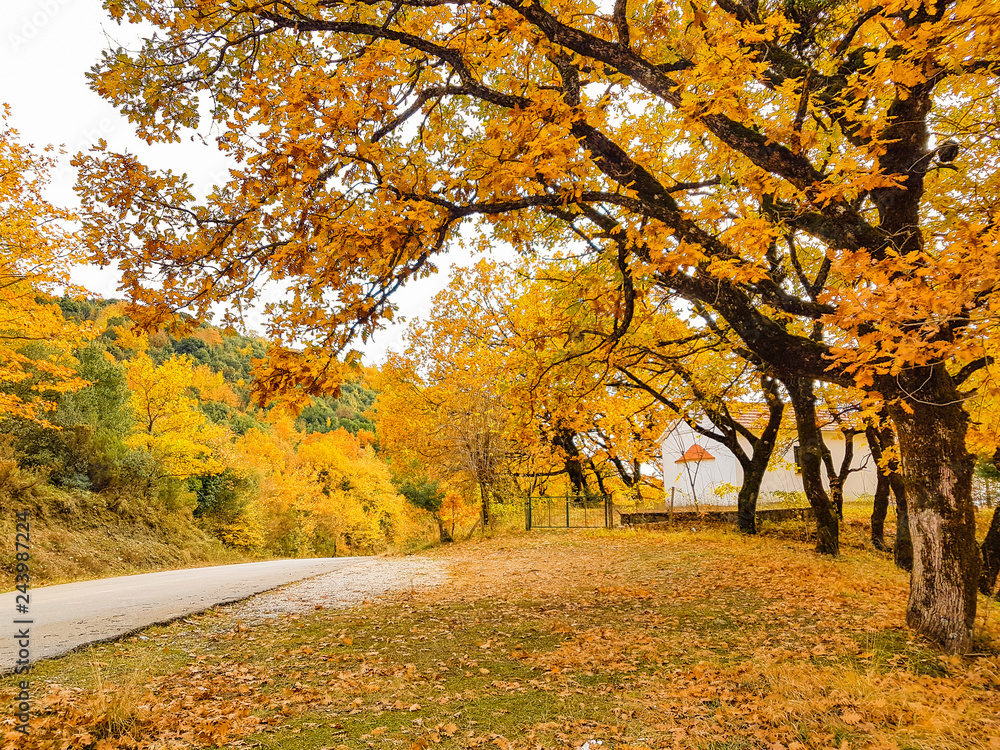 Fototapeta premium road in autumn colors oak trees in Tzoumerka Arta Greece