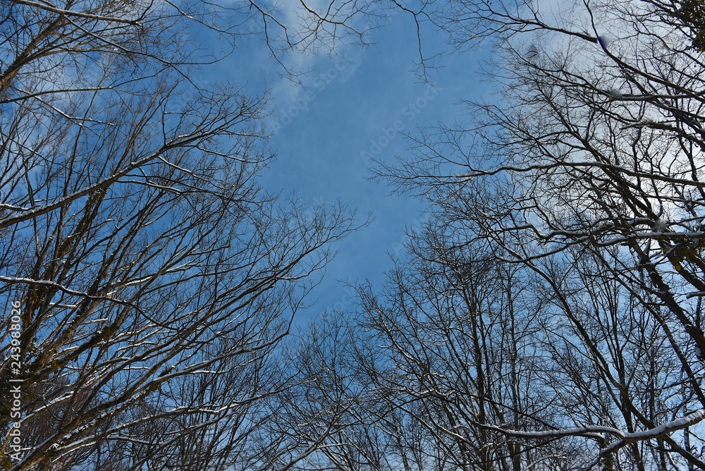 Fototapeta premium Snow on the branches of trees. Abstract texture. Blue sky. Winter.