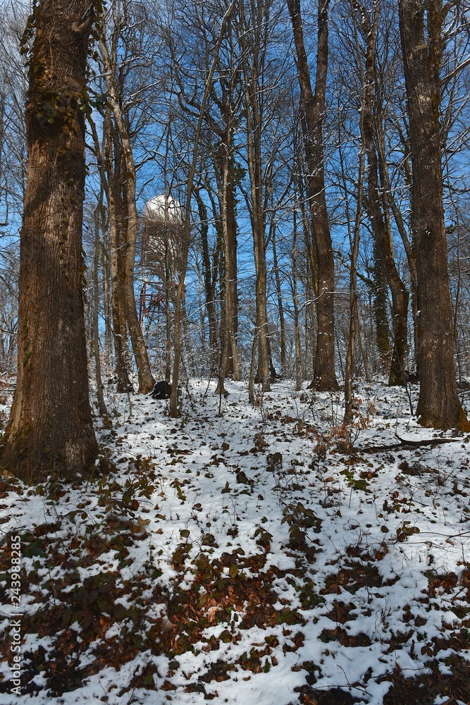 Snow on the grass and autumn leaves among the trees in the winter forest. The white dome of the radar on the tower in the woods.