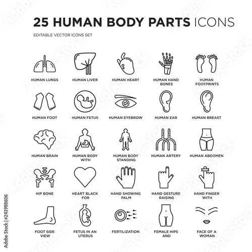 Set of 25 Human Body Parts linear icons such as Lungs, Liver, Heart, hand bones, footprints, vector illustration of trendy icon pack. Line icons with thin line stroke.