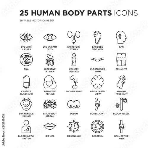 Set of 25 Human Body Parts linear icons such as Eye with lashes, variant enlarged pupil, Excretory system, Ear lobe side view, vector illustration of trendy icon pack. Line icons with thin line