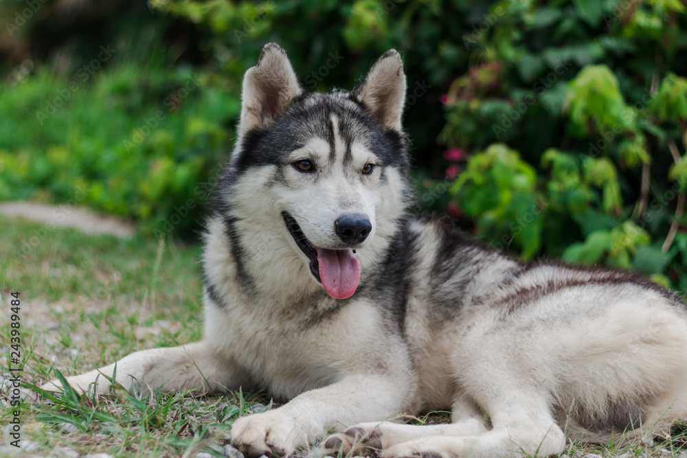Portrait of Siberian husky. Dog smiling at the camera. Portrait of Siberian husky. Dog smiling at the camera.