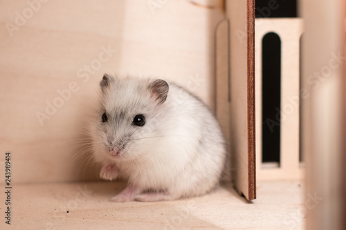 white hamster in the Dollhouse