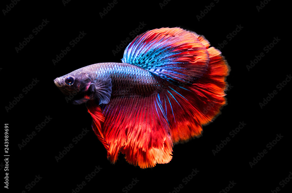 Fototapeta premium aquarium fish rooster